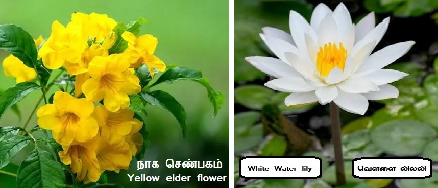 water lily