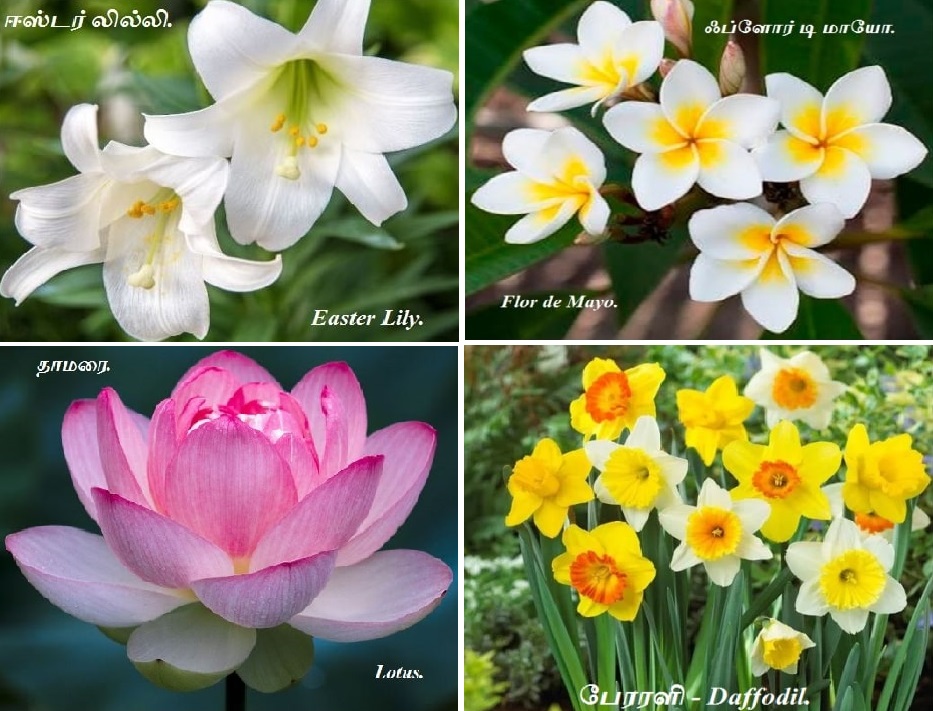 Flor de Mayo_Daffodil