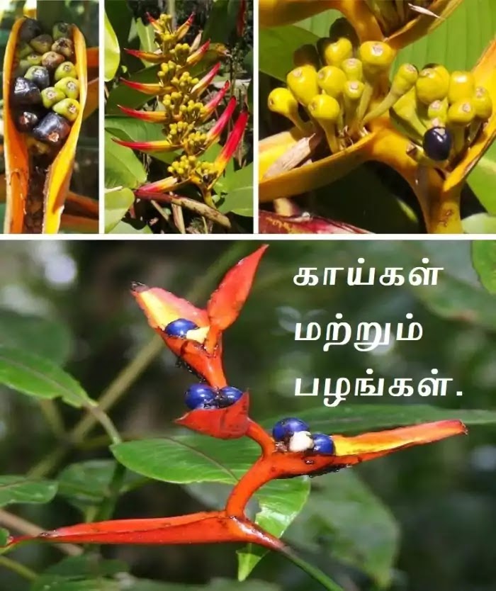 Heliconia Garden - Introduction - Part 1 fruit