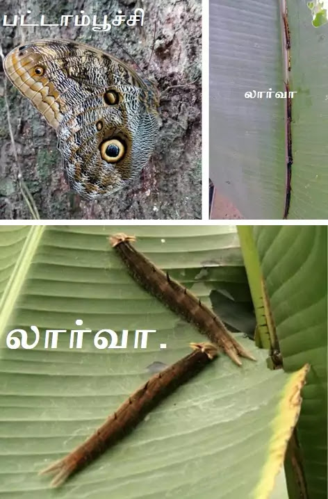 Heliconia-insects