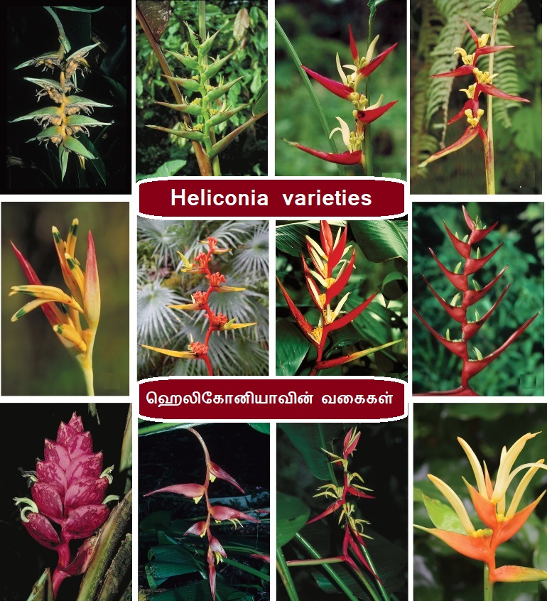 Heliconia Varieties