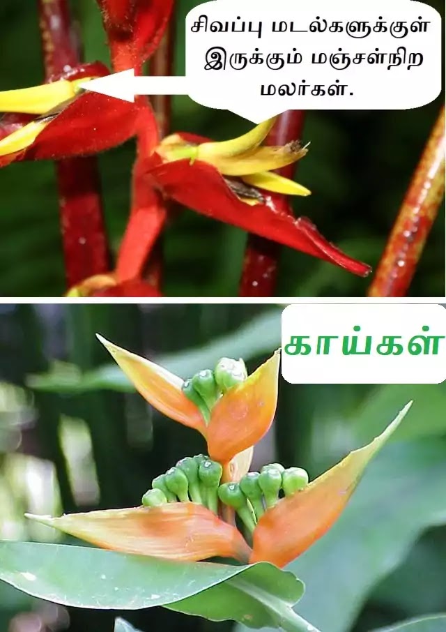 Heliconia_true_flower
