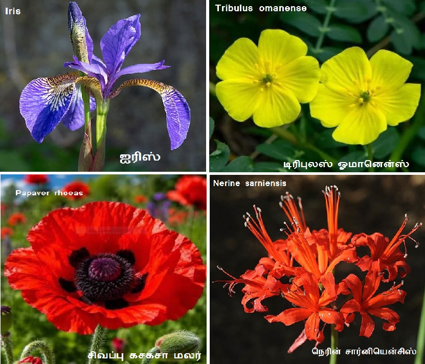 Iris_Nerine sarniensis