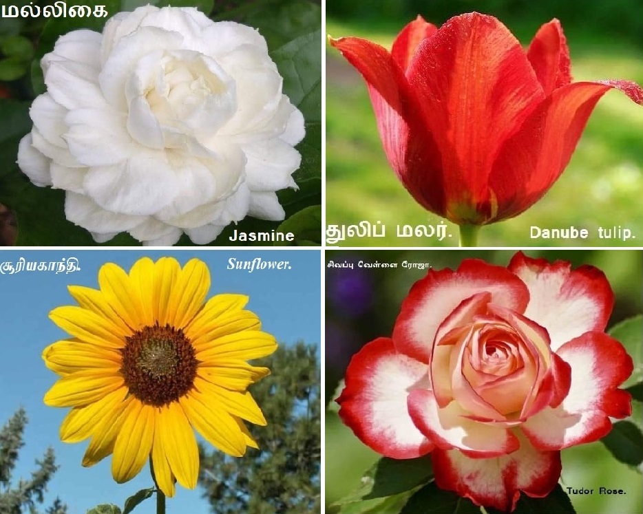Jasmine_Tudor Rose