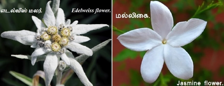 Edelweiss_Jasmine