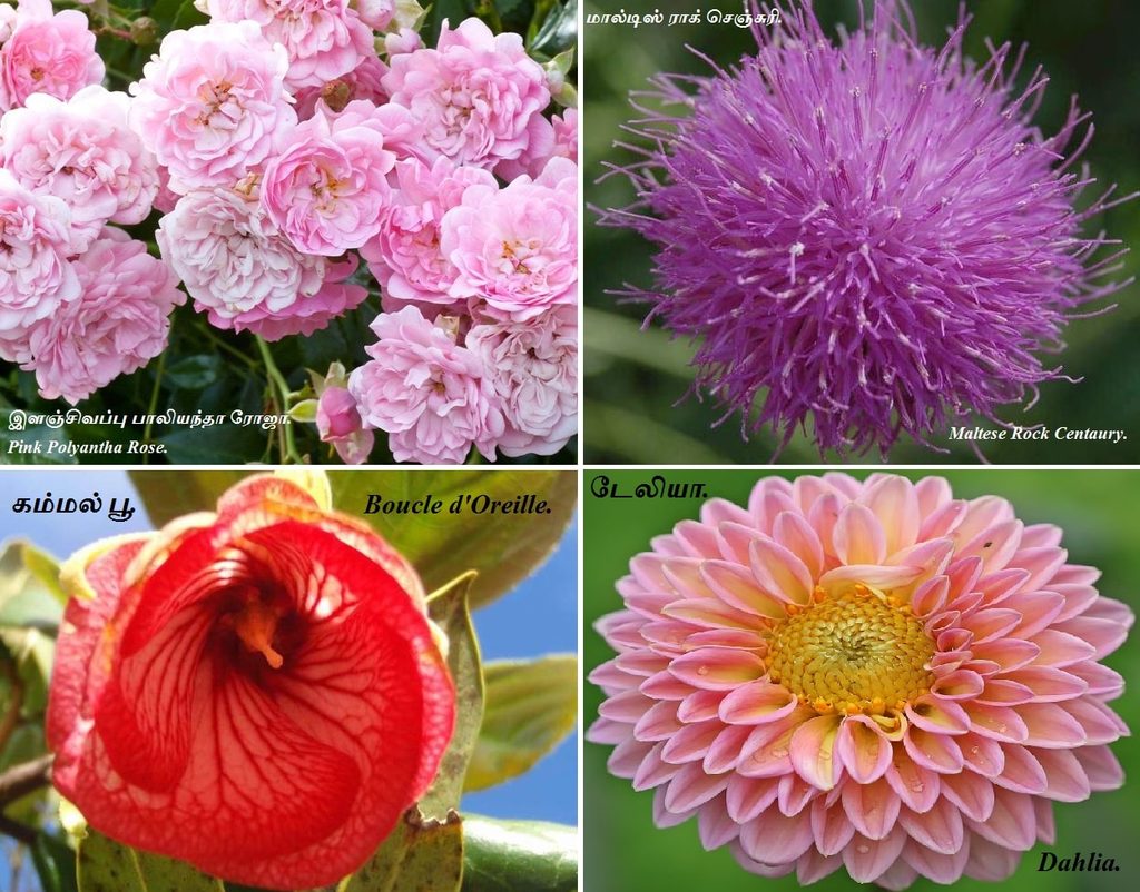 Pink Polyantha Rose_Dahlia