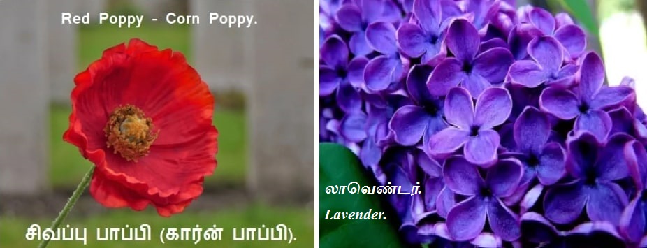 List of National Flower - Part 2 Corn Poppy_Lavender