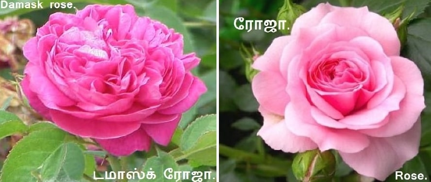 Damask rose
