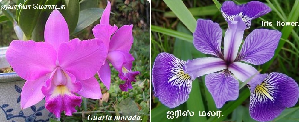 Iris flower