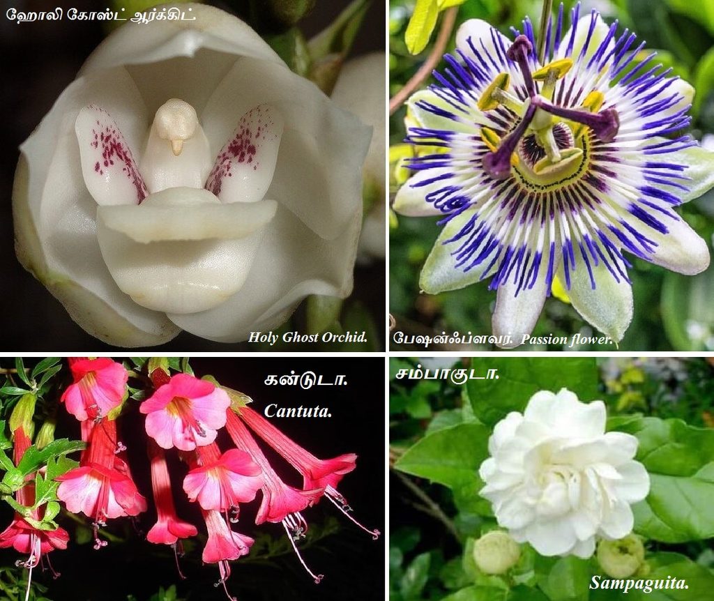 Holy Ghost Orchid_Sampaguita