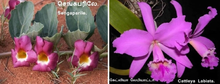 Sengaparile