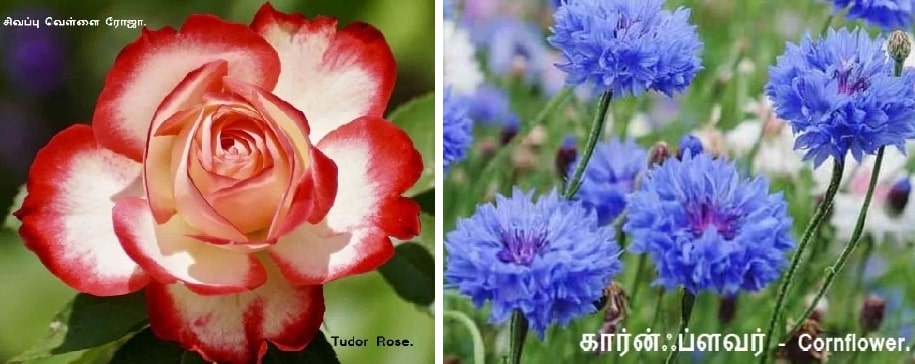 Tudor Rose