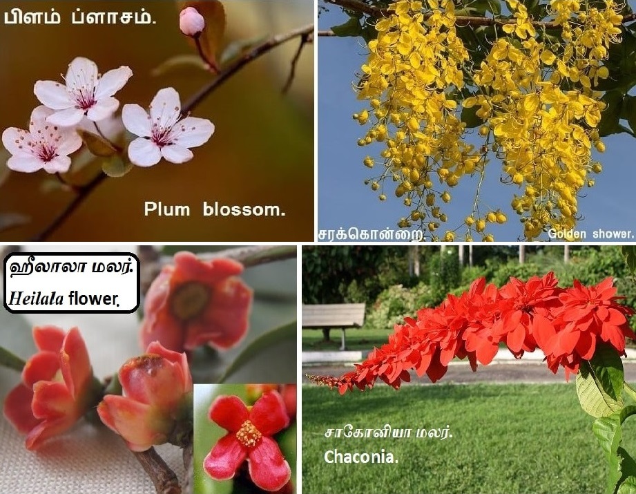 Plum Blossom_Chaconia