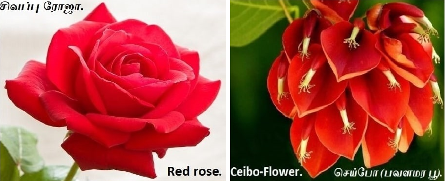 List of National Flower - Part 2 Rose_Rose