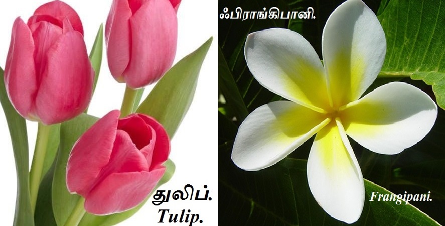 Tulip