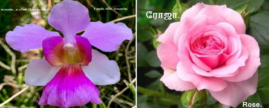 Vanda Miss Joaquim_Rose