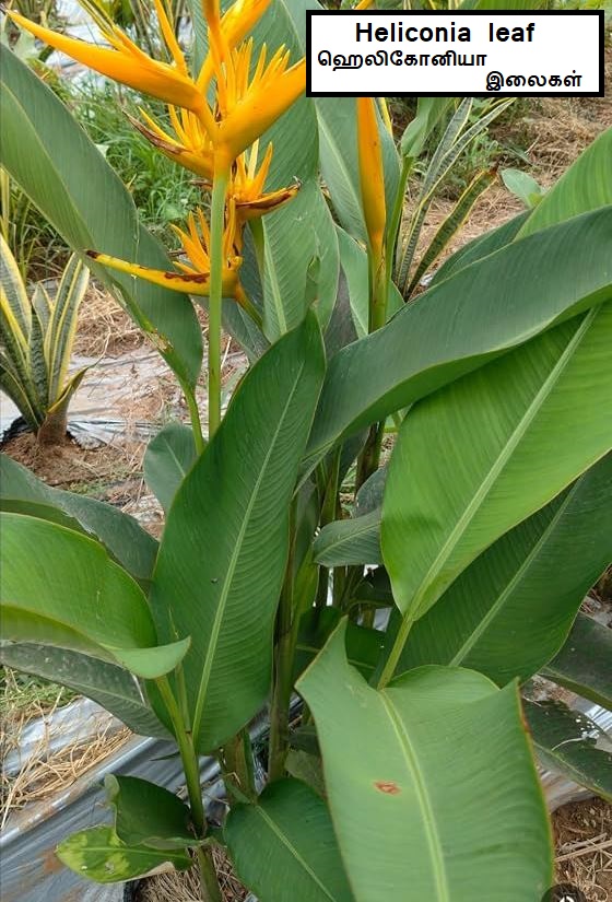 Heliconia leaf