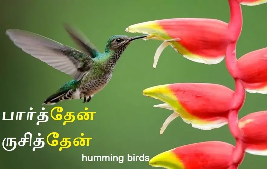 humming birds heliconia